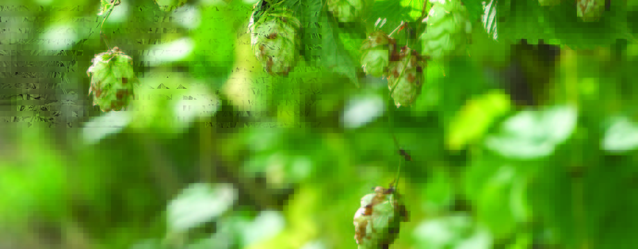 Ferment issue 24_HR_Page_06_Image_0001