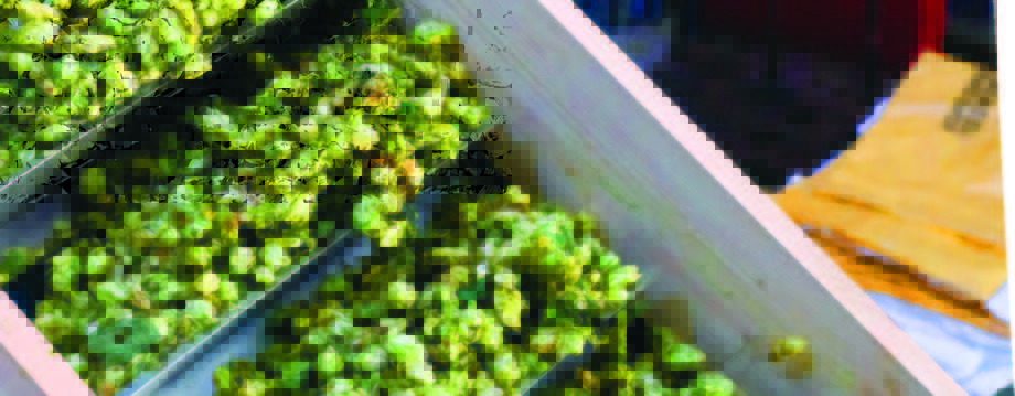 Ferment issue 24_HR_Page_06_Image_0002