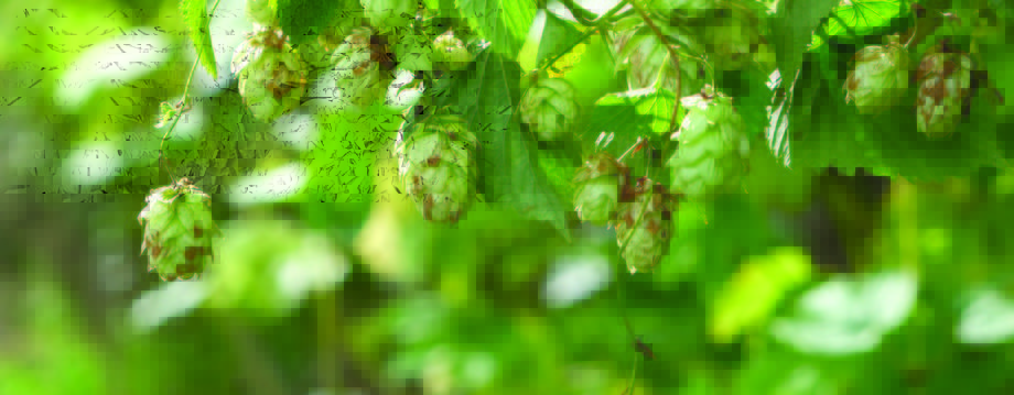 Ferment issue 24_HR_Page_06_Image_0001